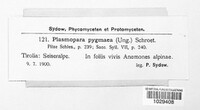Plasmoverna pygmaea image